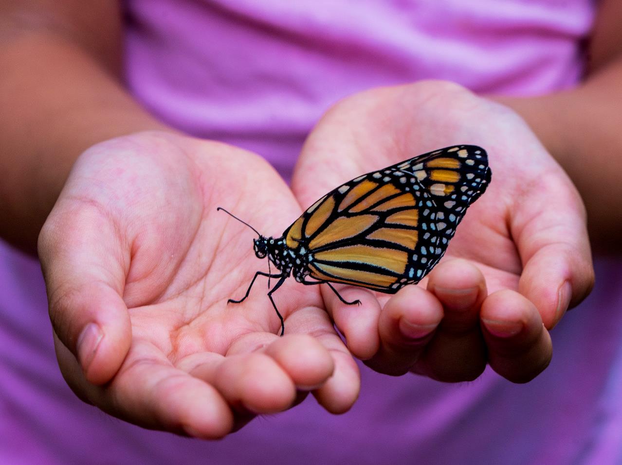 En sommerfugl i hænderne på en lille pige